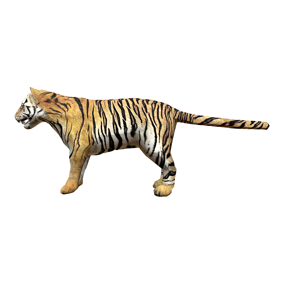 tiger