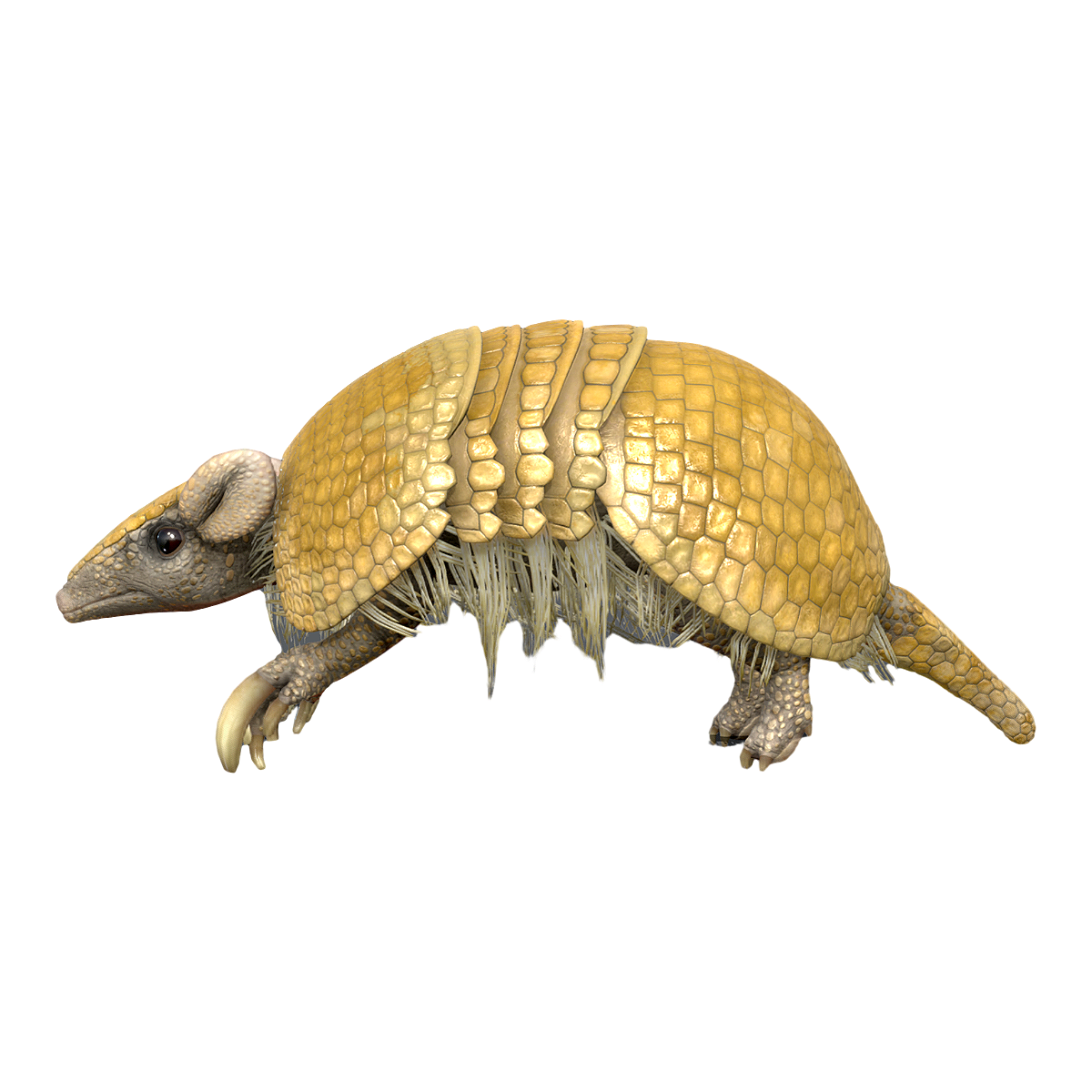 Tolypeutes tricinctus 