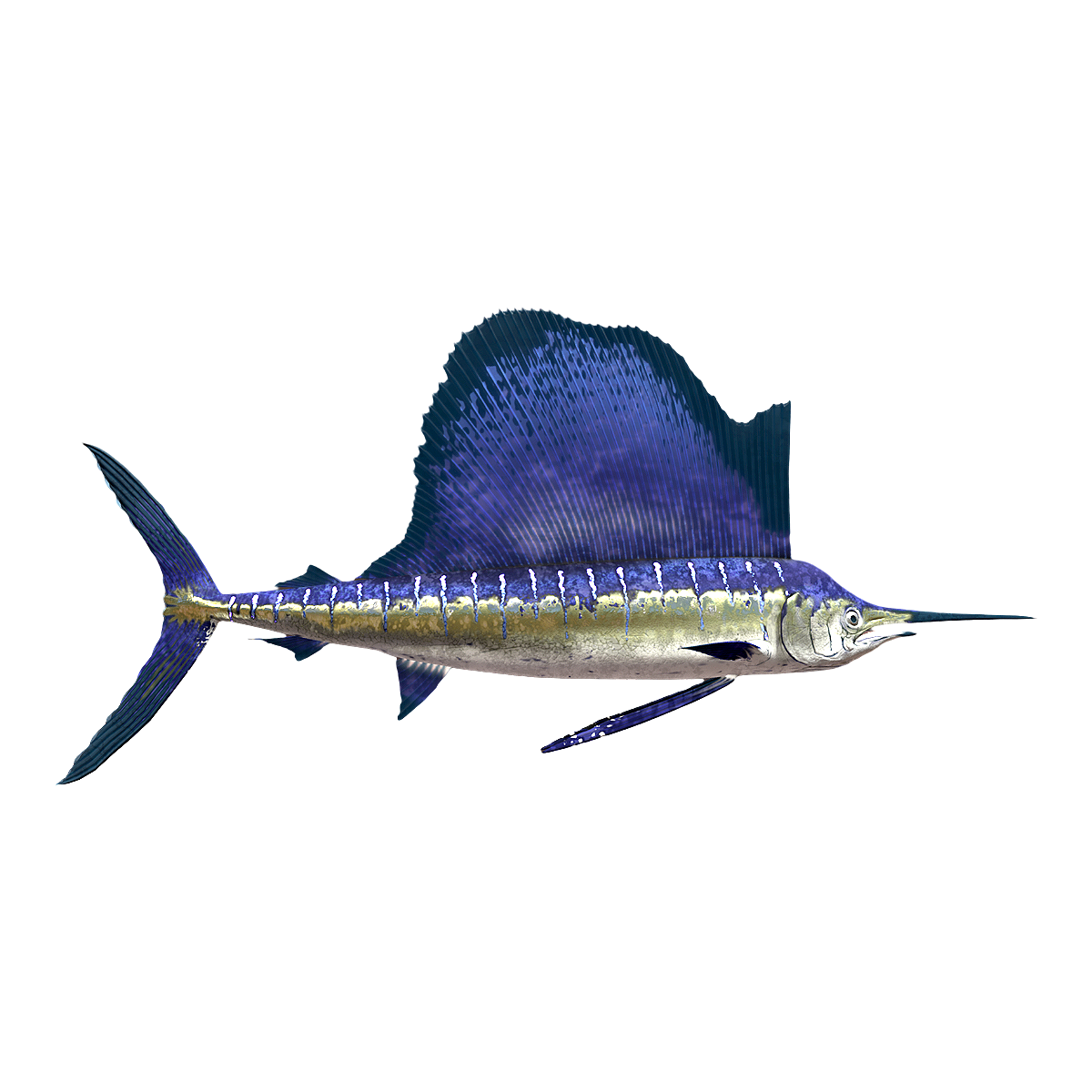 Istiophorus platypterus 