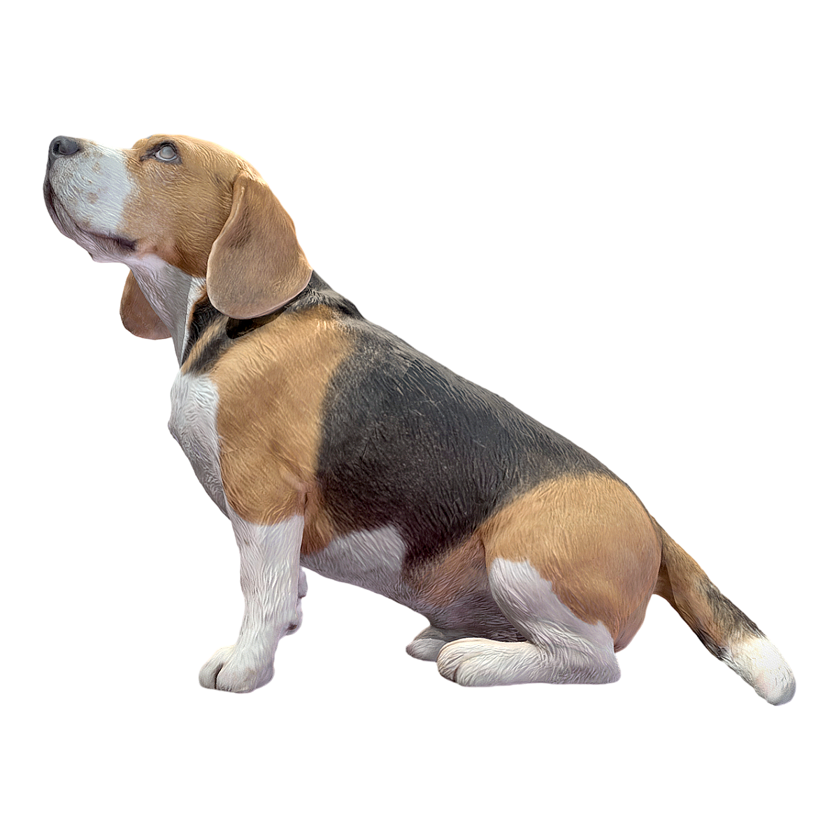 Beagle sitting on the ground