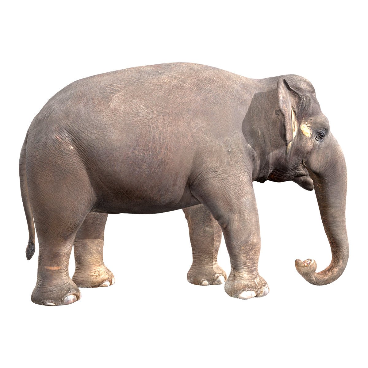 elephant