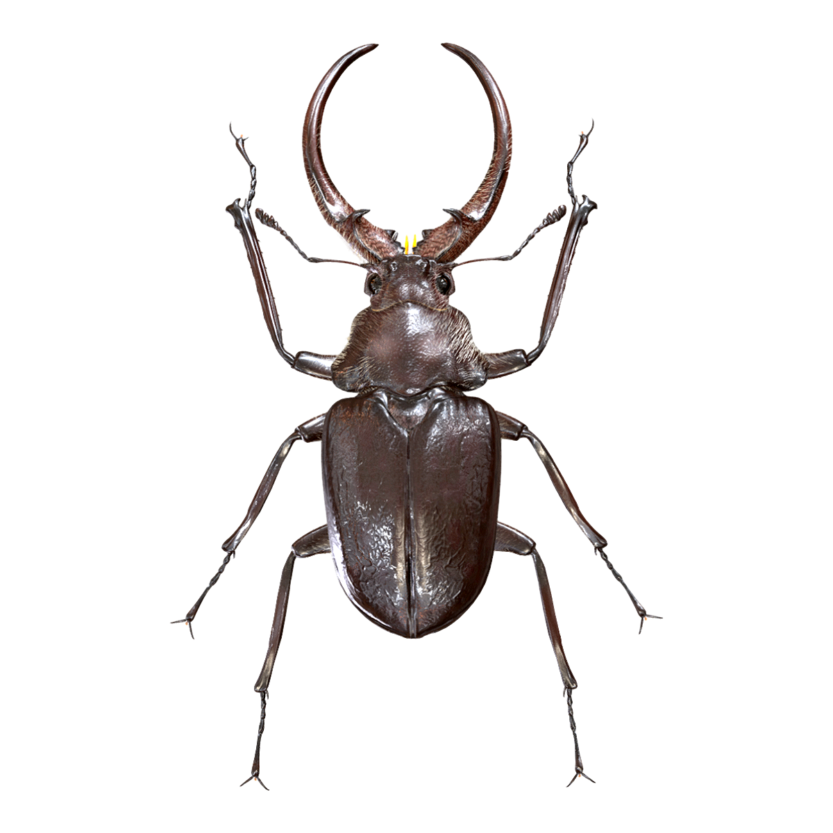 Peruvian four eyed shovel worm