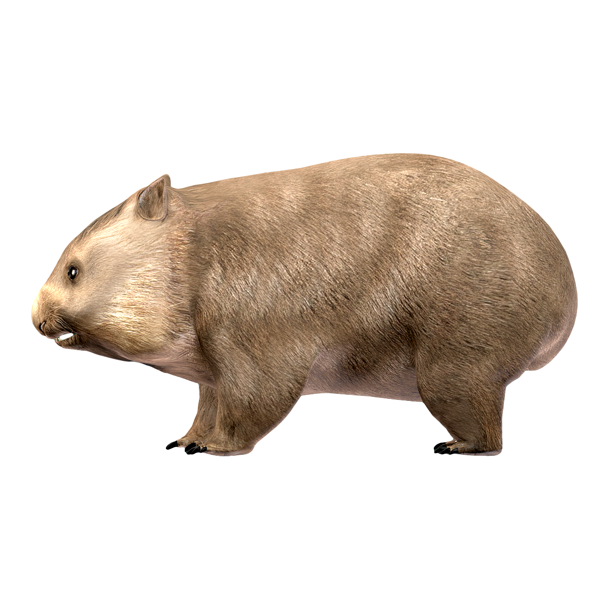 Wombat Bear