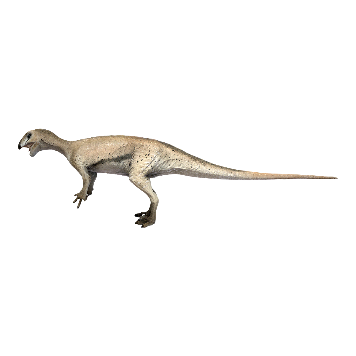 Hypsilophodon