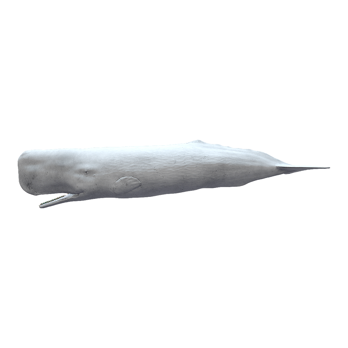 beluga