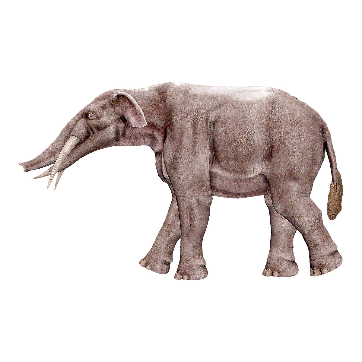Gomphotherium 
