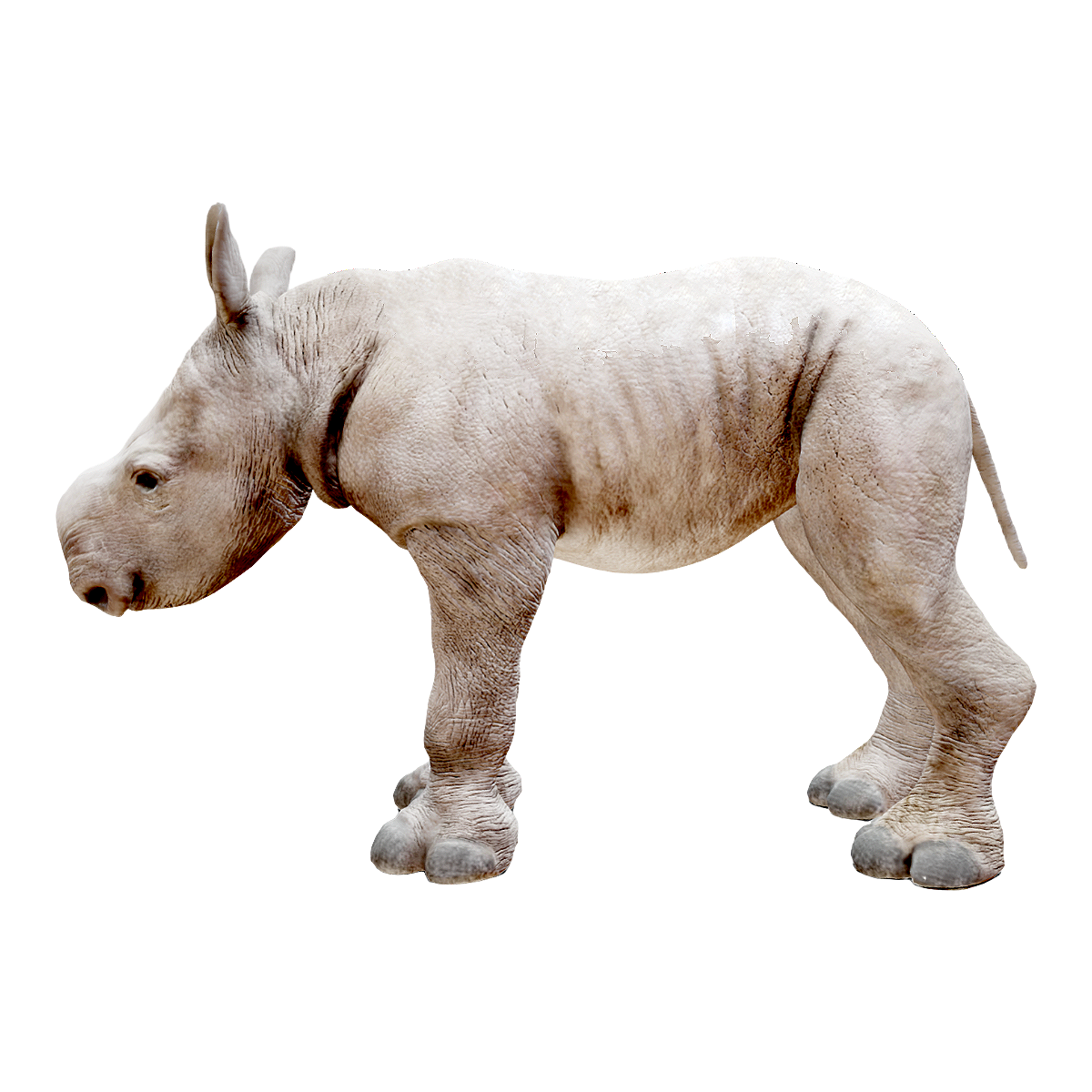 White Rhinoceros (Juvenile)