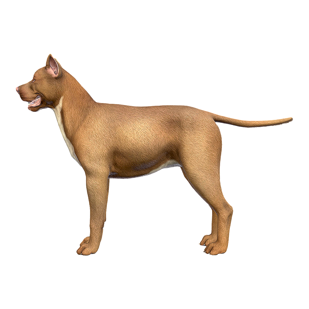 American Pit Bull Terrier