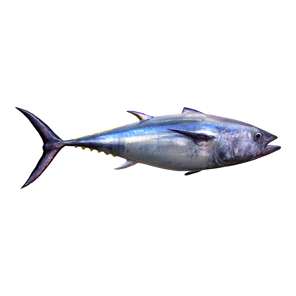 Pacific bluefin tuna