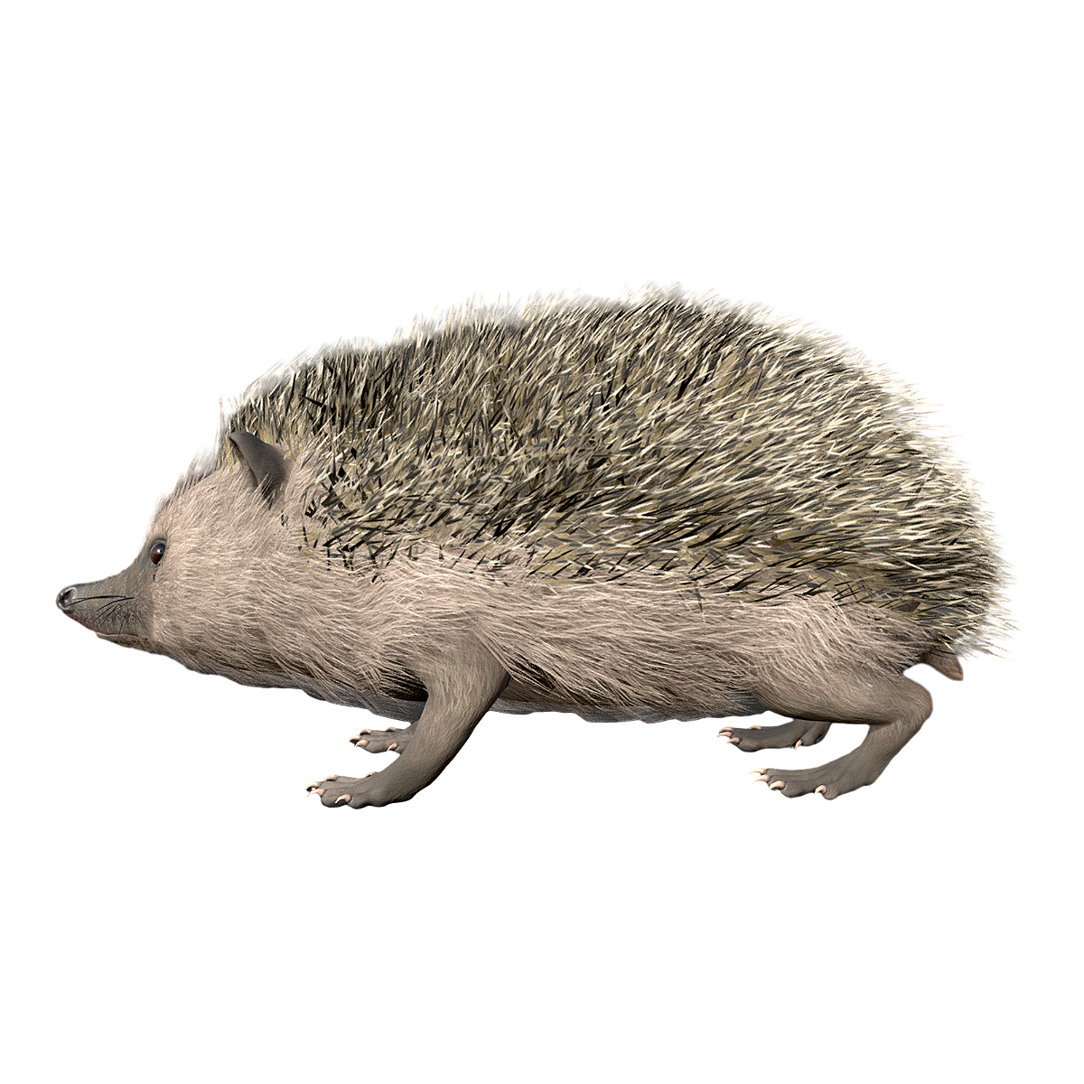 hedgehog