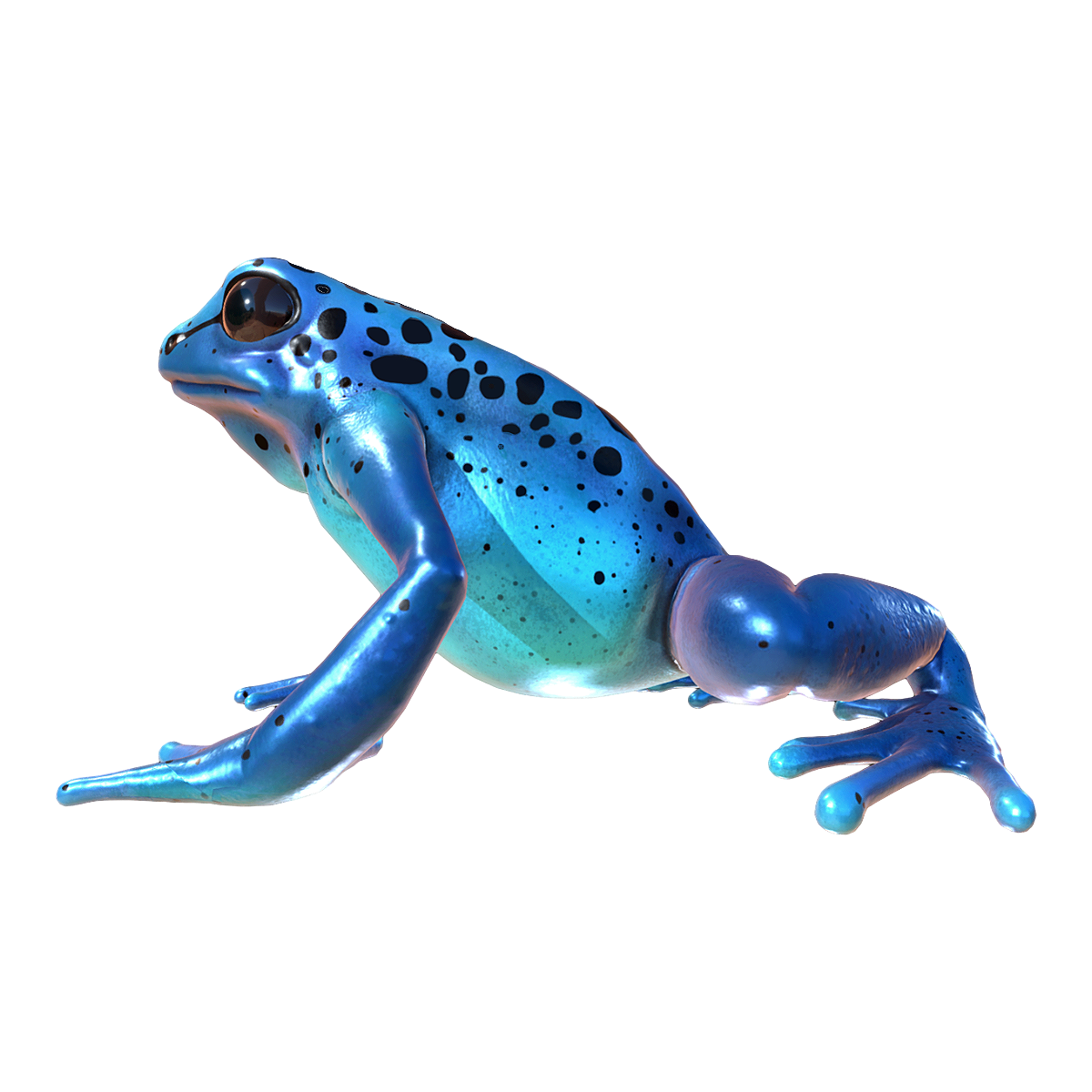 Cobalt blue arrow poison frog