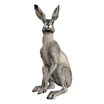 hare