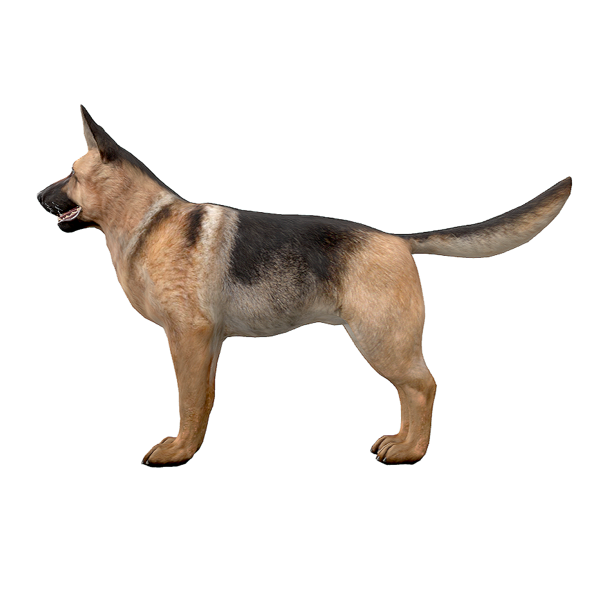 German Shepherd Dog
