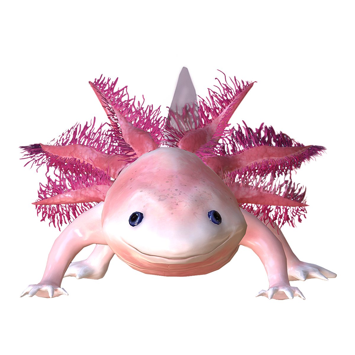 Mexican blunt mouthed salamander