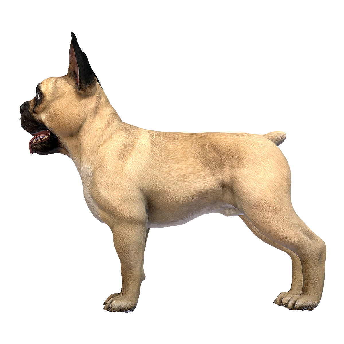 French Bulldog