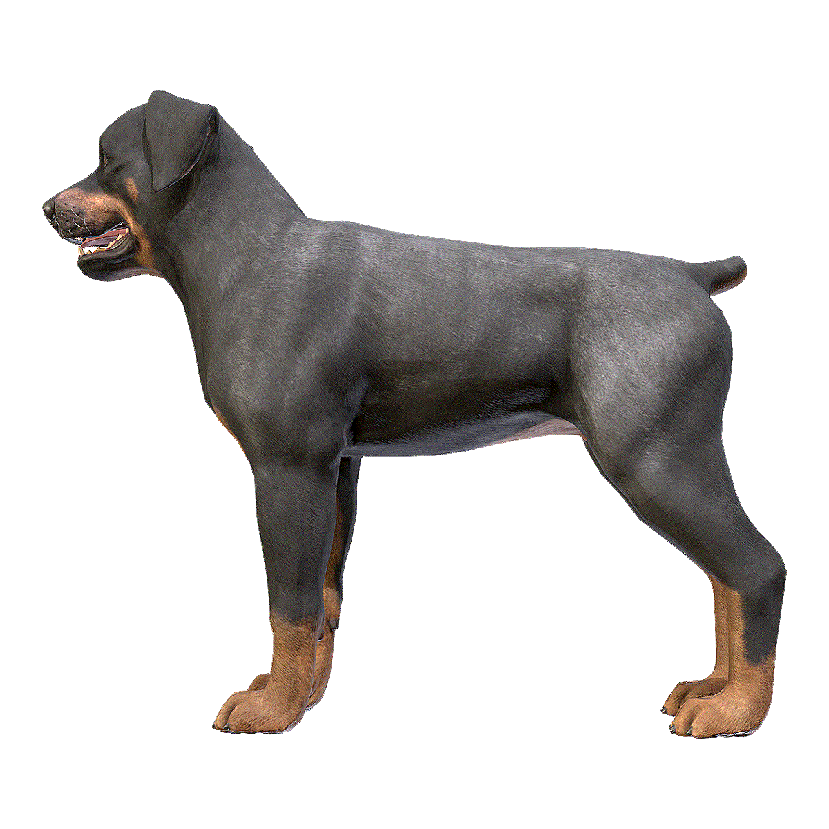 Rottweiler