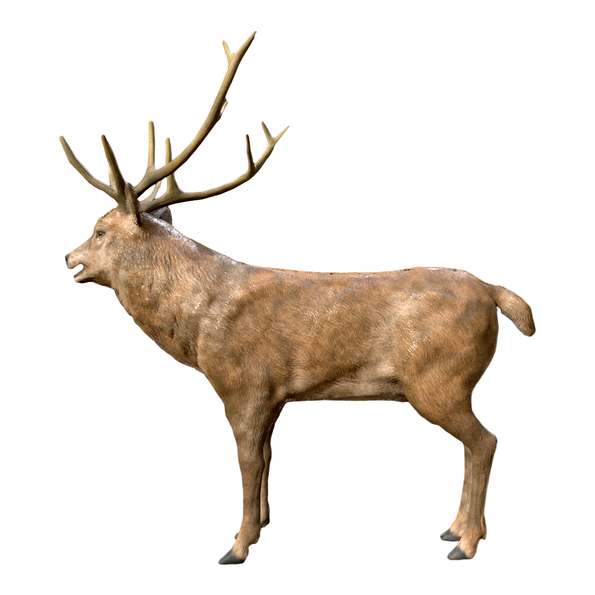 cervus elaphus 