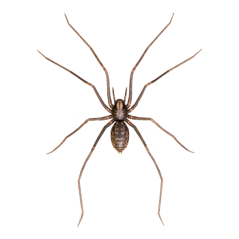 Tegenaria agrestis 