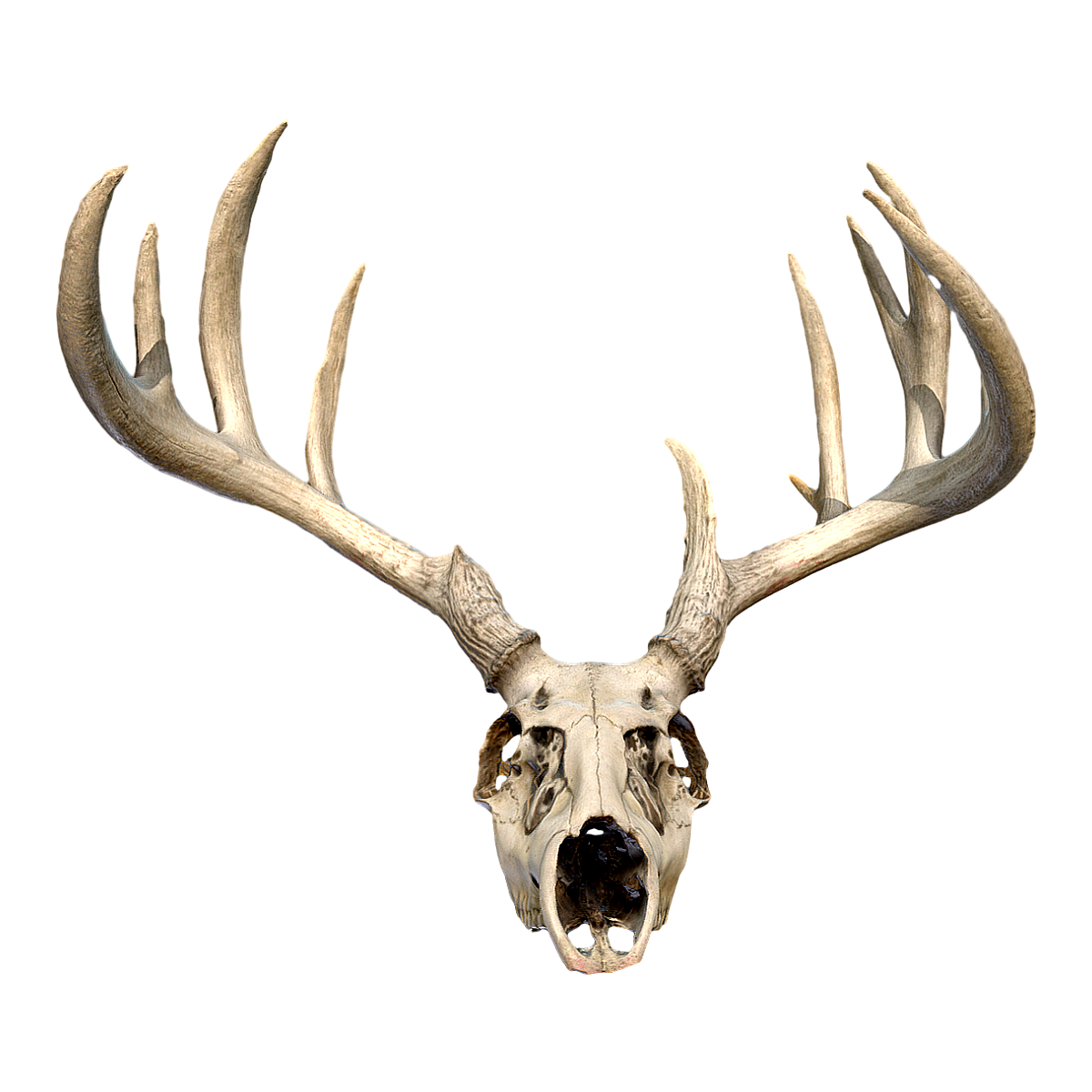 White tailed deer skull