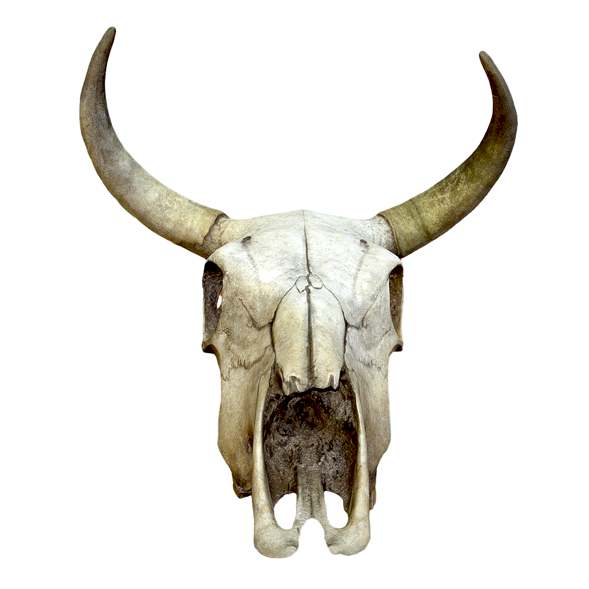 The skull of a cow