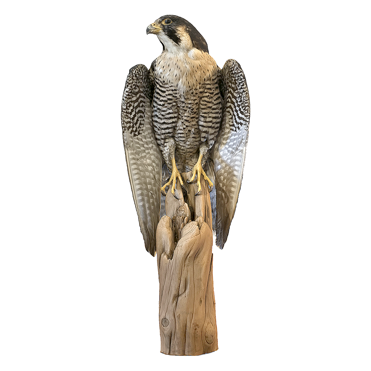 peregrine falcon