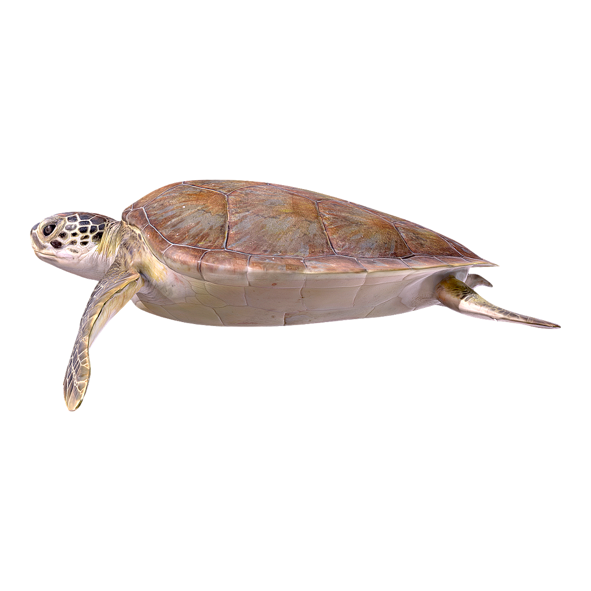 Green sea turtle