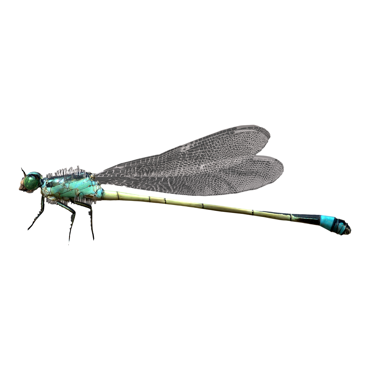 dragonfly