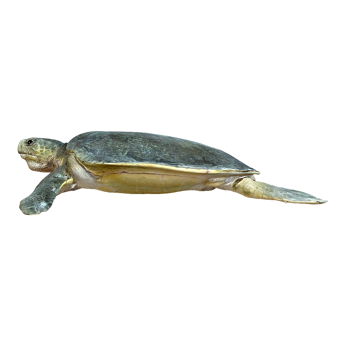 Flat backed turtle