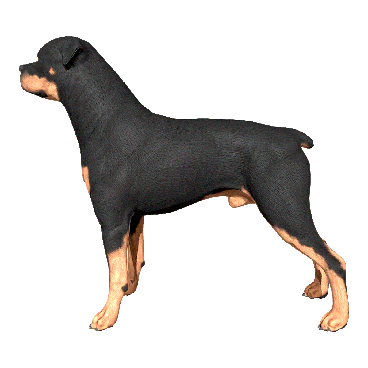 Rottweiler