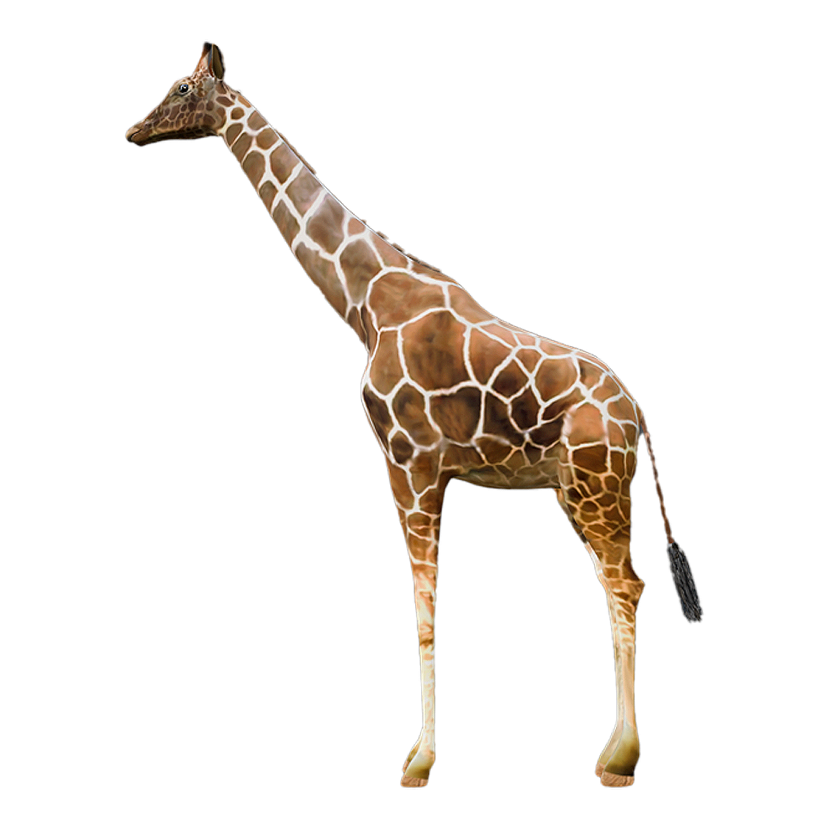 giraffe