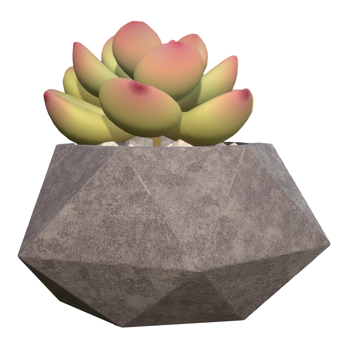 Domestic succulent green plant potted plant - Huangli succulent