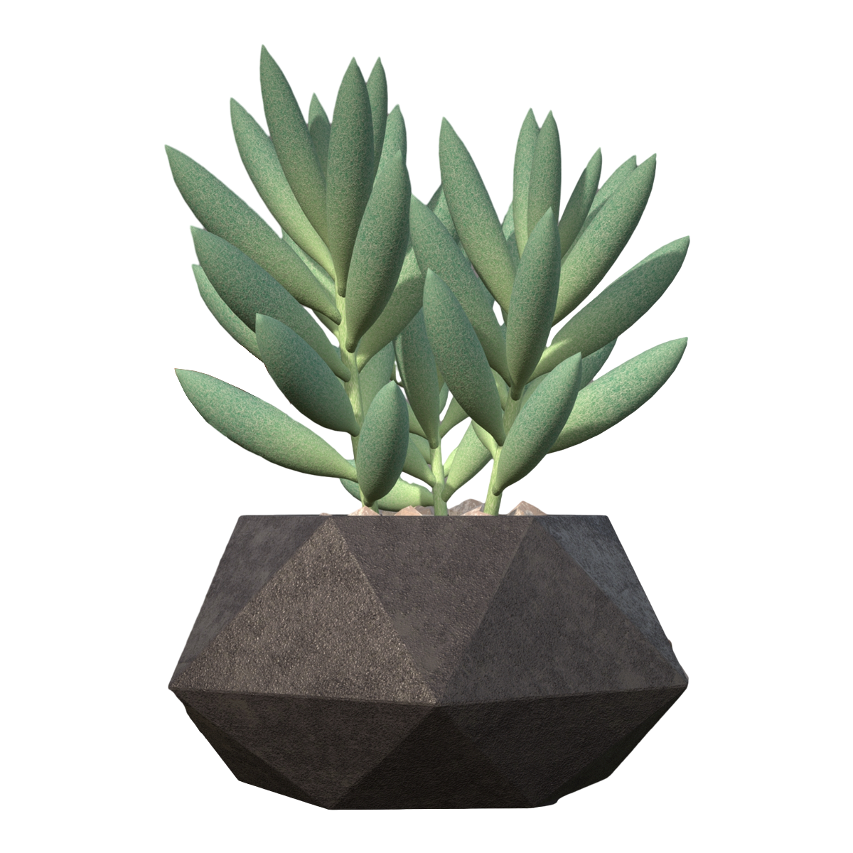 Domestic succulent green plant potted - Blue pine succulent