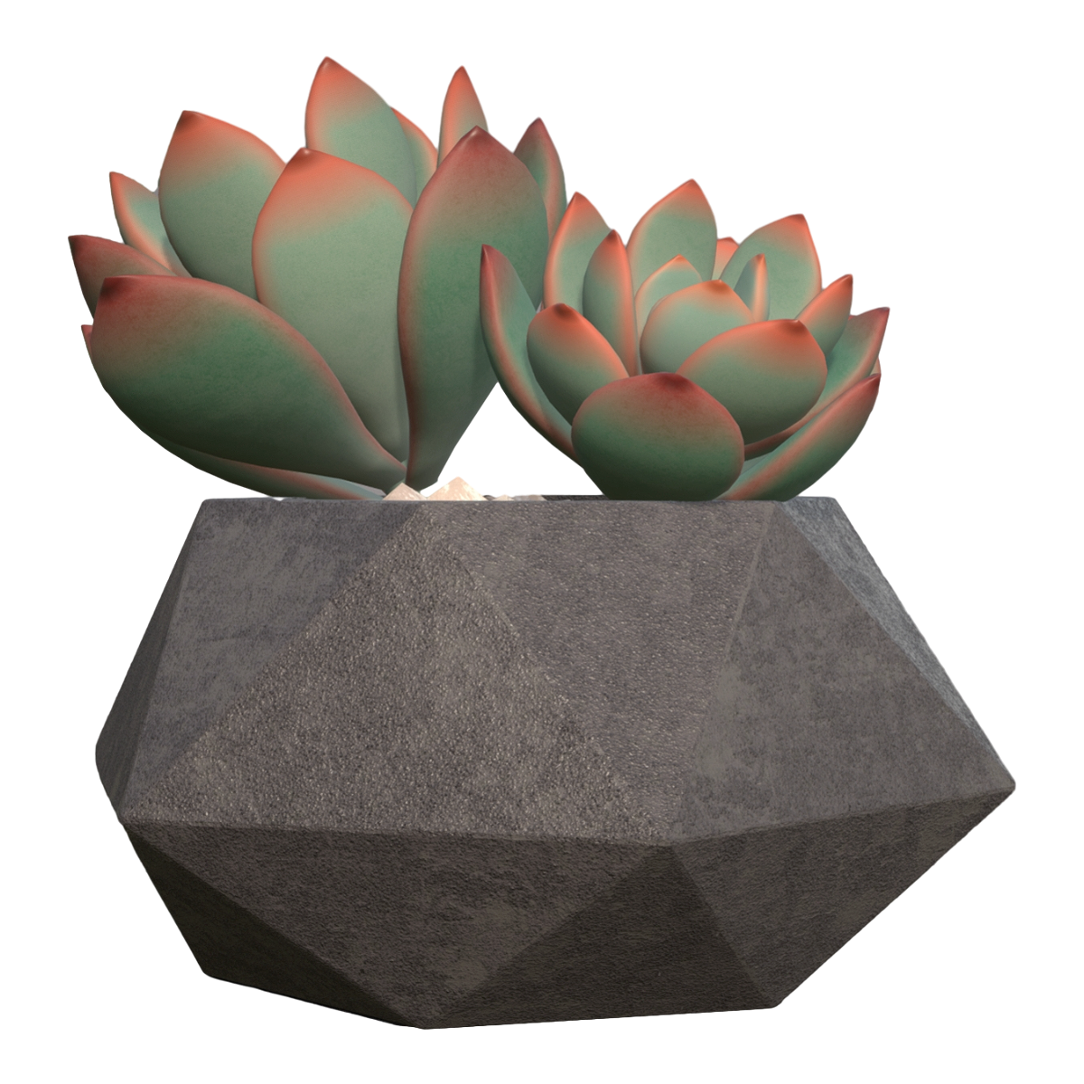 Domesticated succulent green plant potted plant - White Phoenix succulent