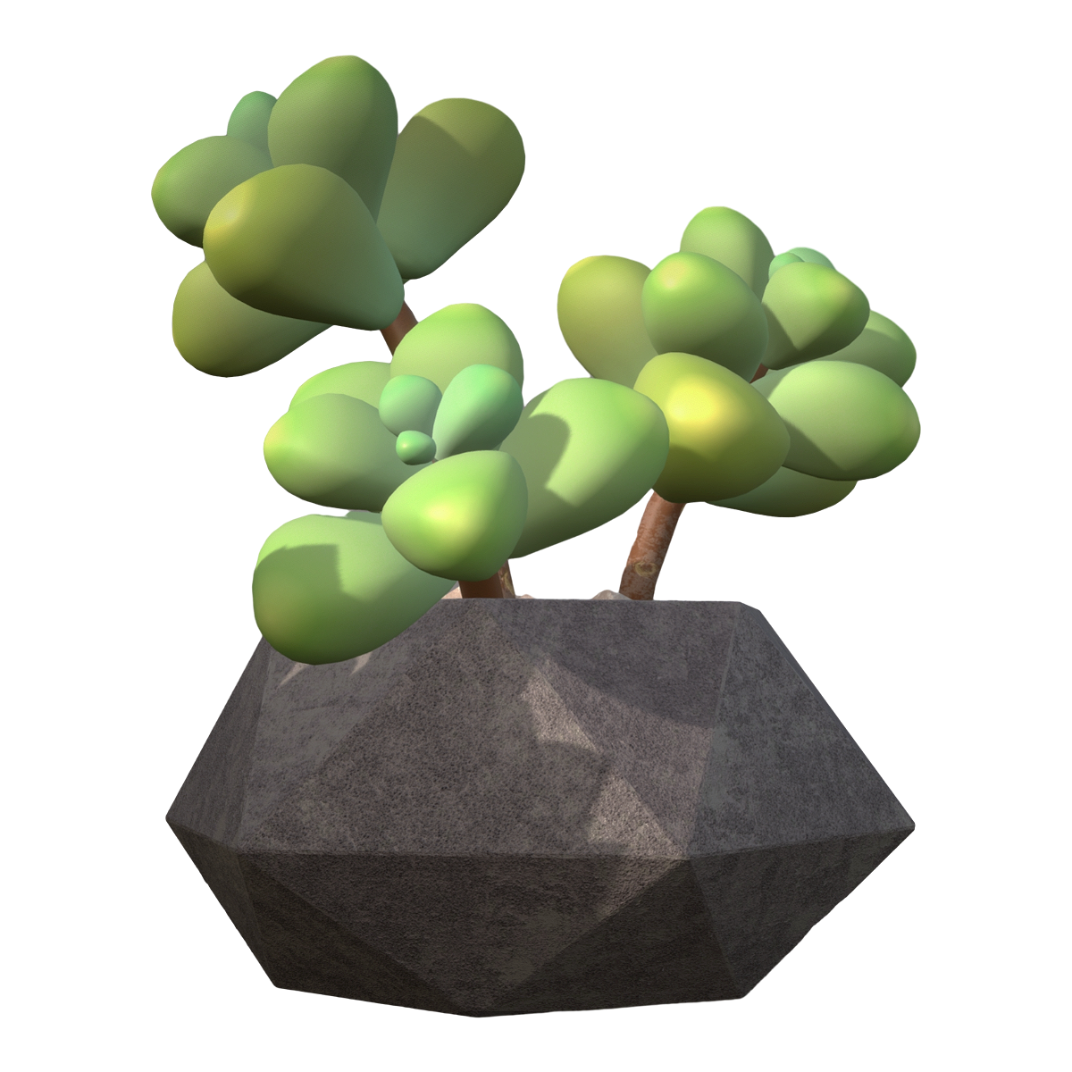 Domestic succulent green plant potted plant - Star Beauty succulent