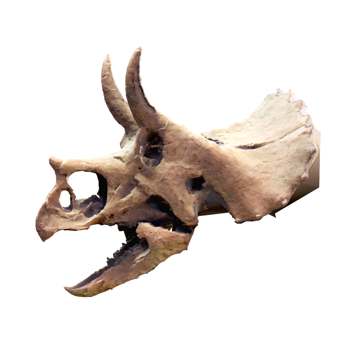 Triceratops fossil