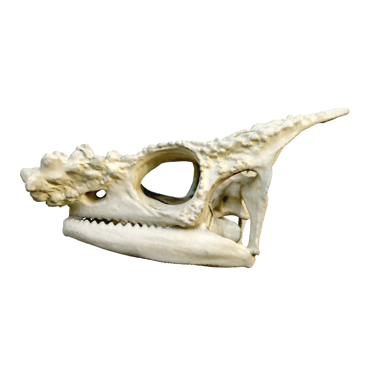 Parsons Chameleon skull
