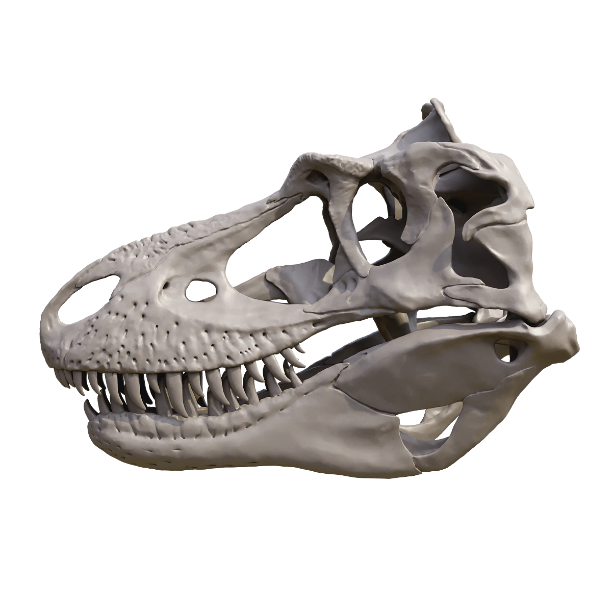 Snake Hair Monster Dragon Skull Fossil - Closed Mouth