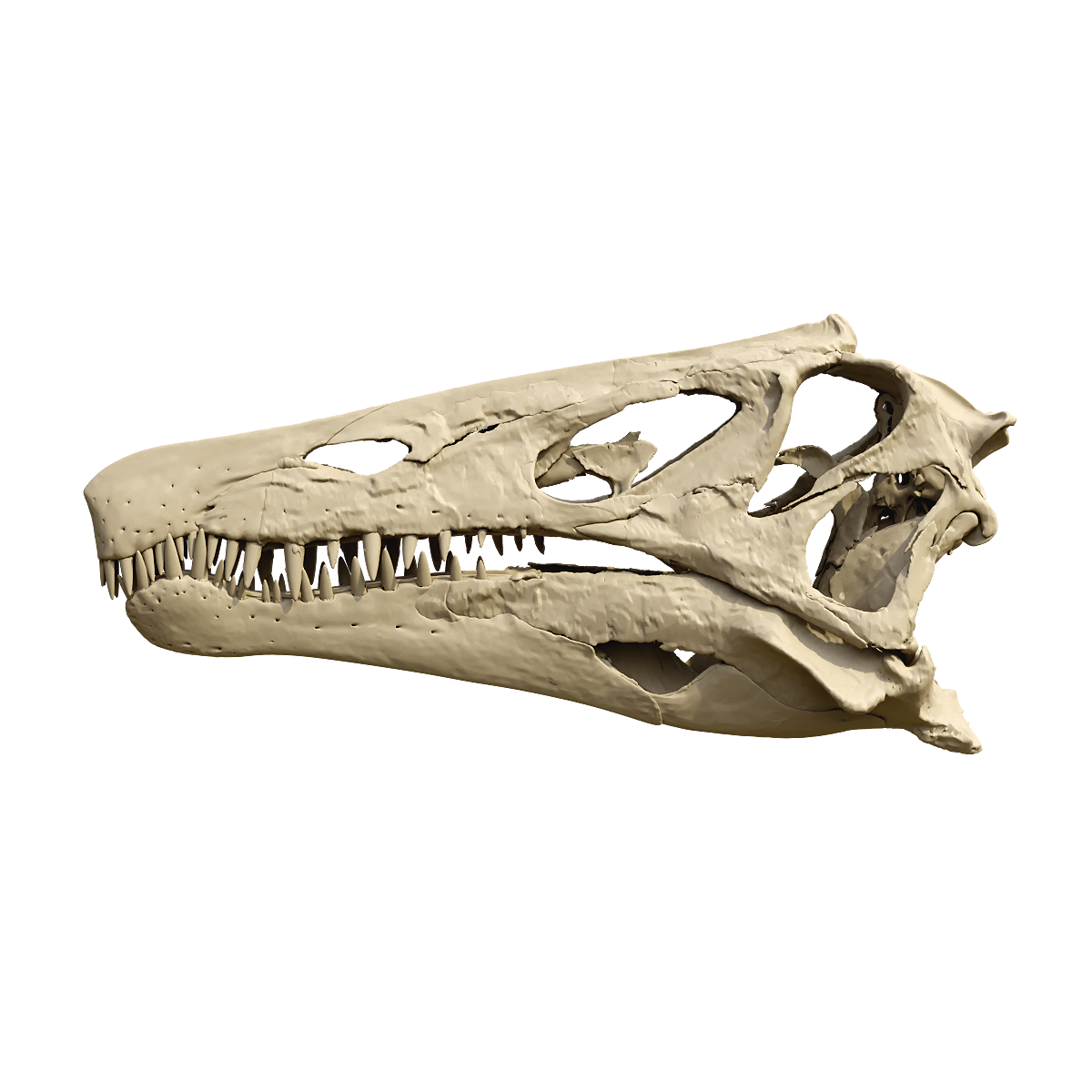 Dinosaur skull fossil