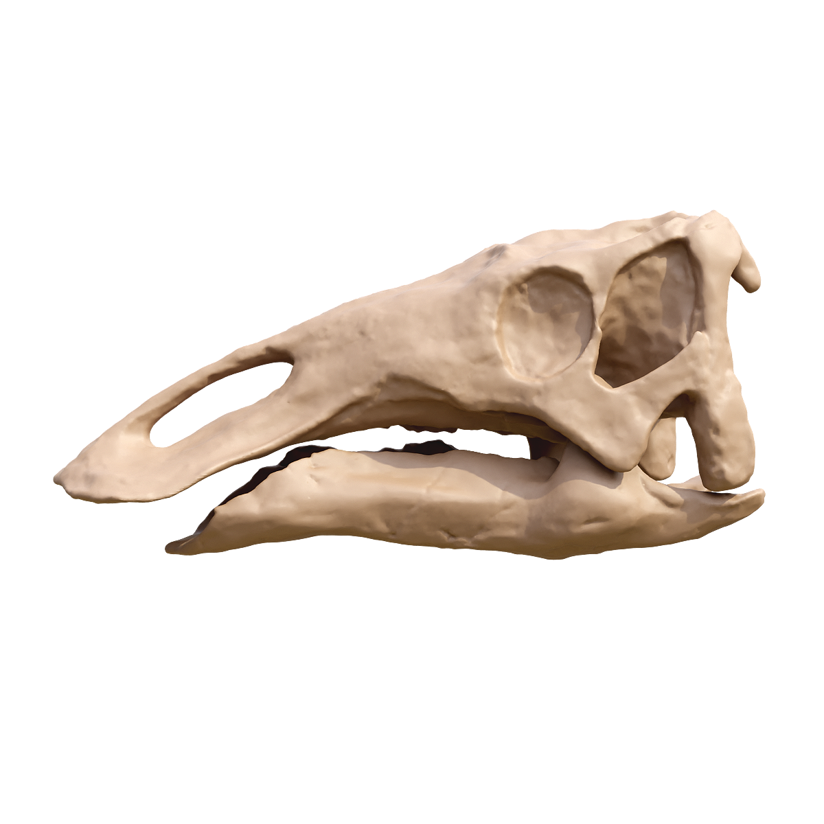 Fossil skull of a loving mother dragon