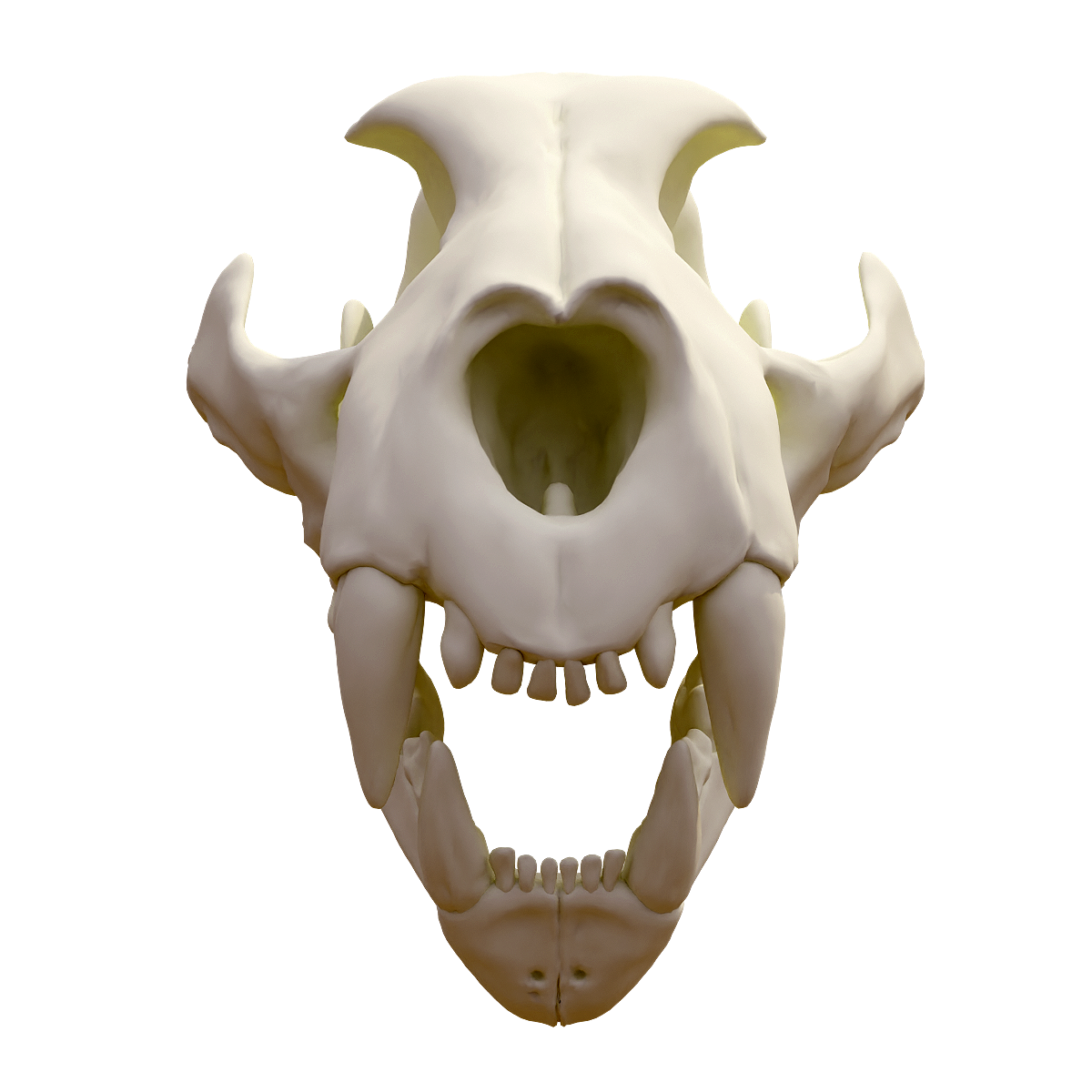 Leopard skull