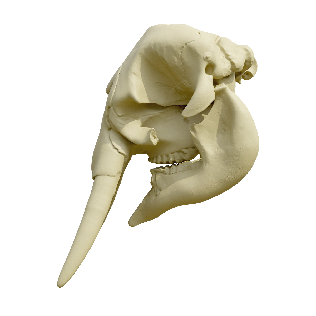 African elephant skull