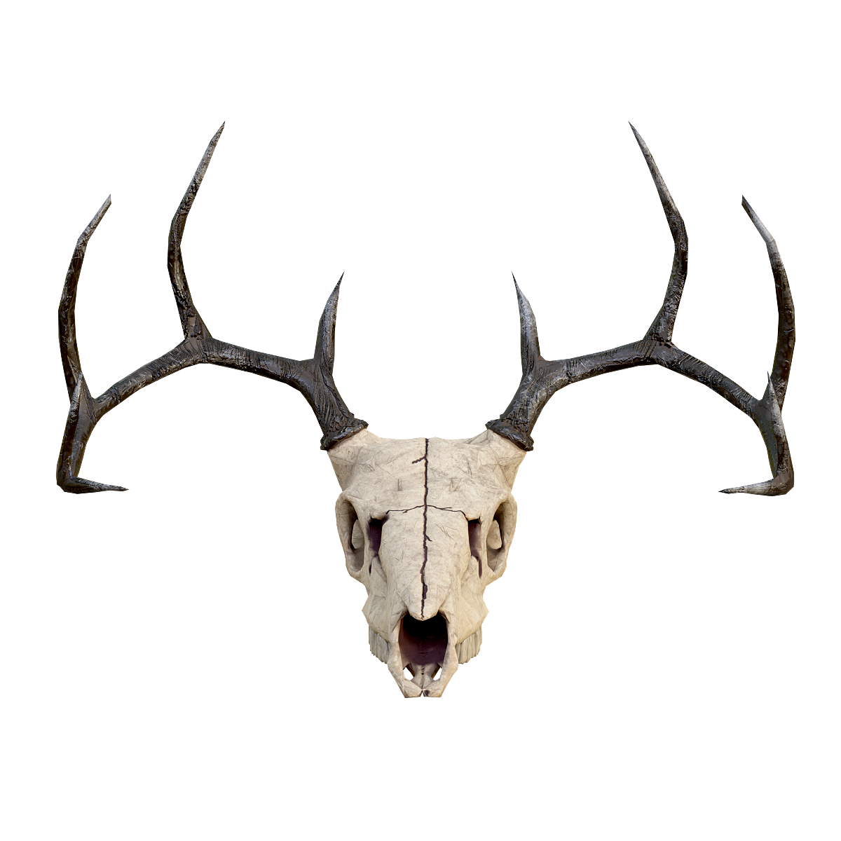 Canadian elk skull