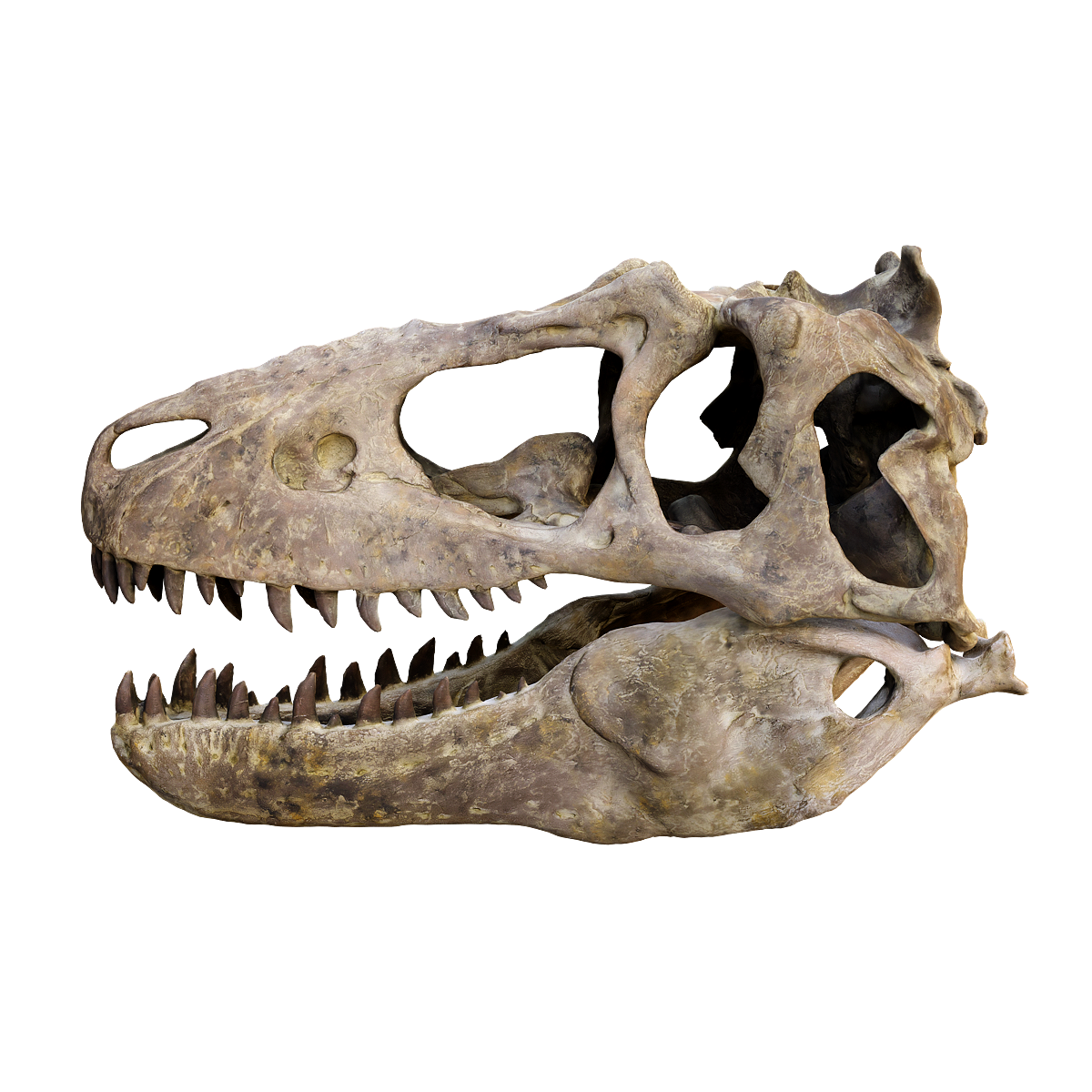 Fossil skull of a strange hunting dragon