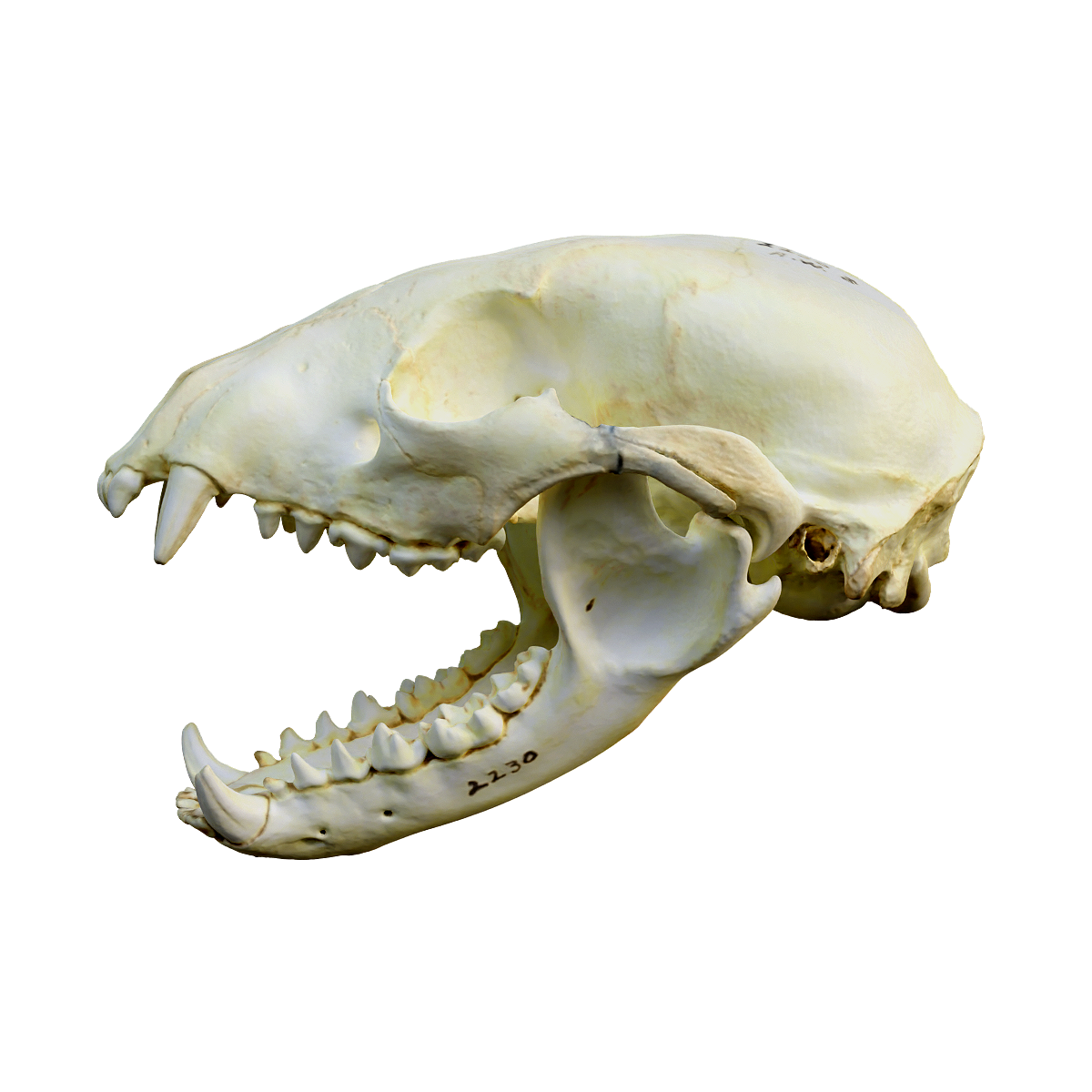 Raccoon skull