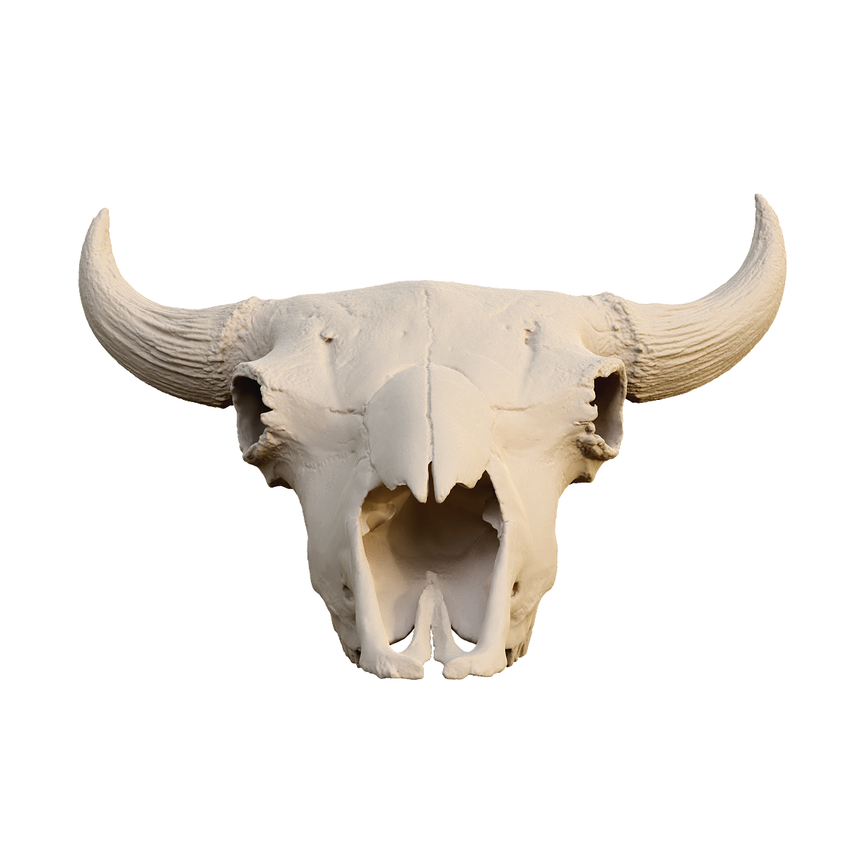 Indian bison skull