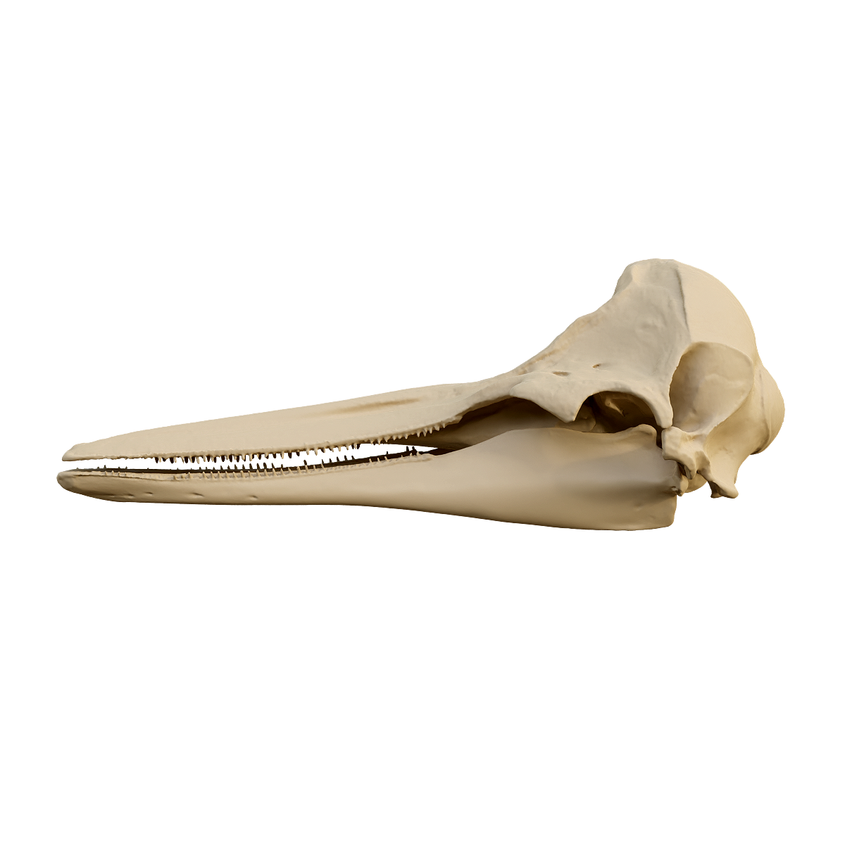 Skull of Nanluji dolphin