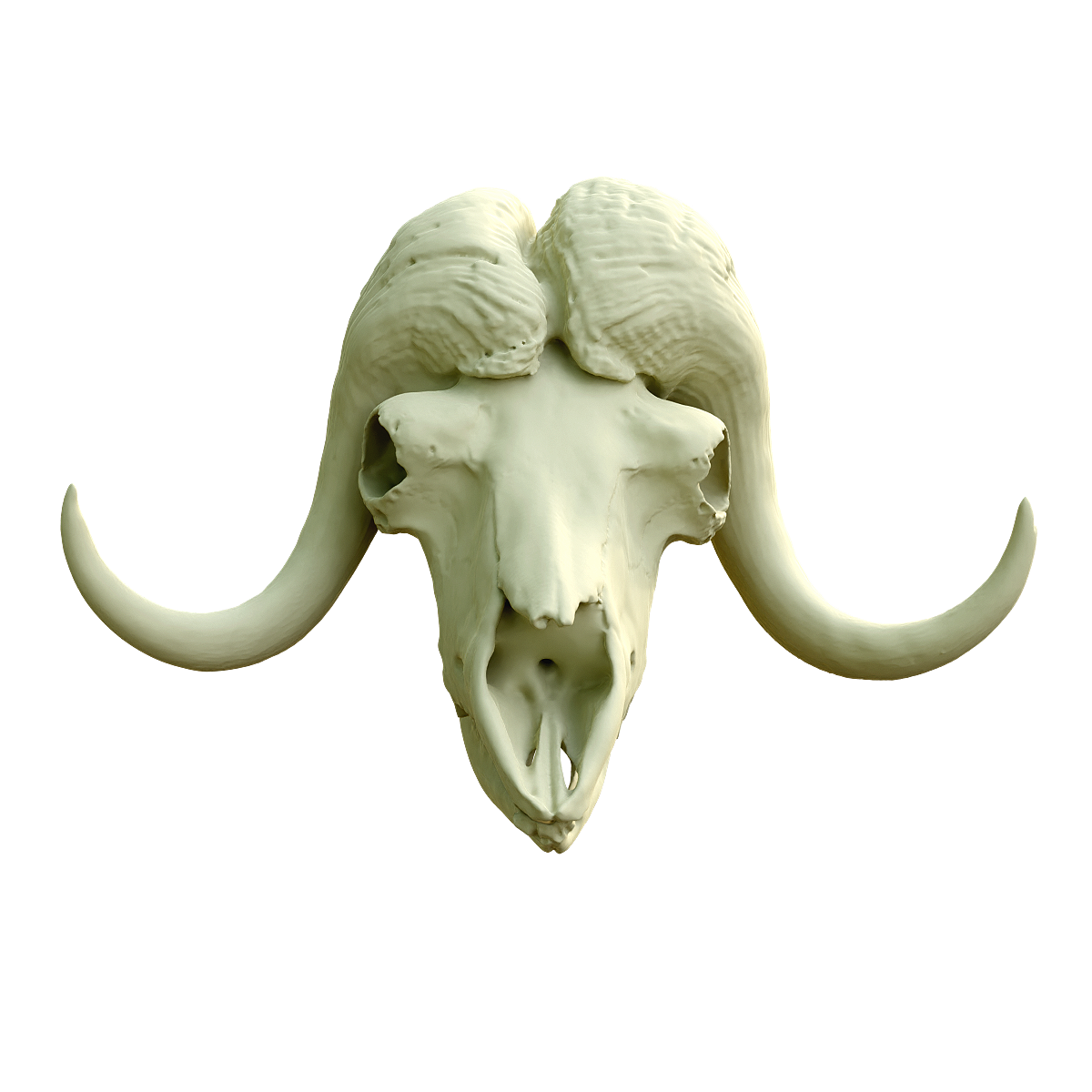 Musk Bull Skull