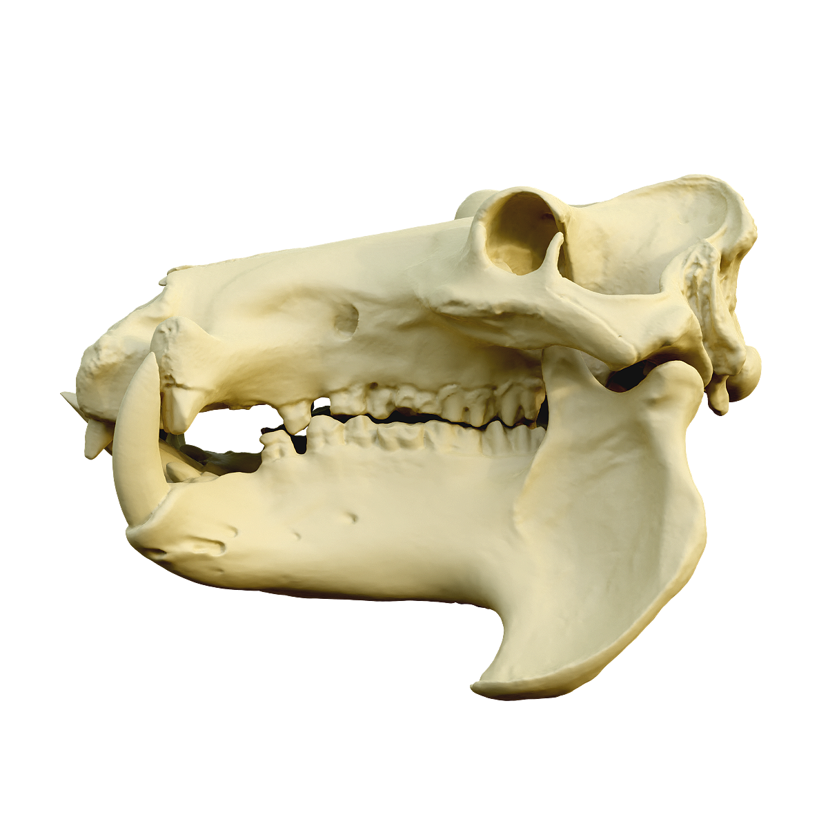 Hippopotamus skull