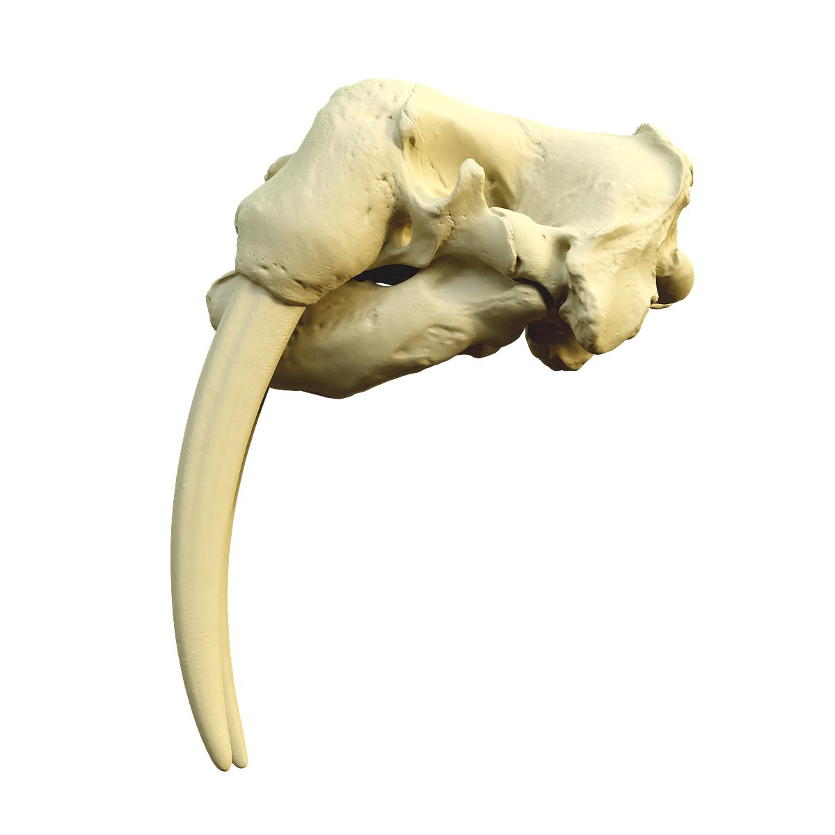 Walrus skull