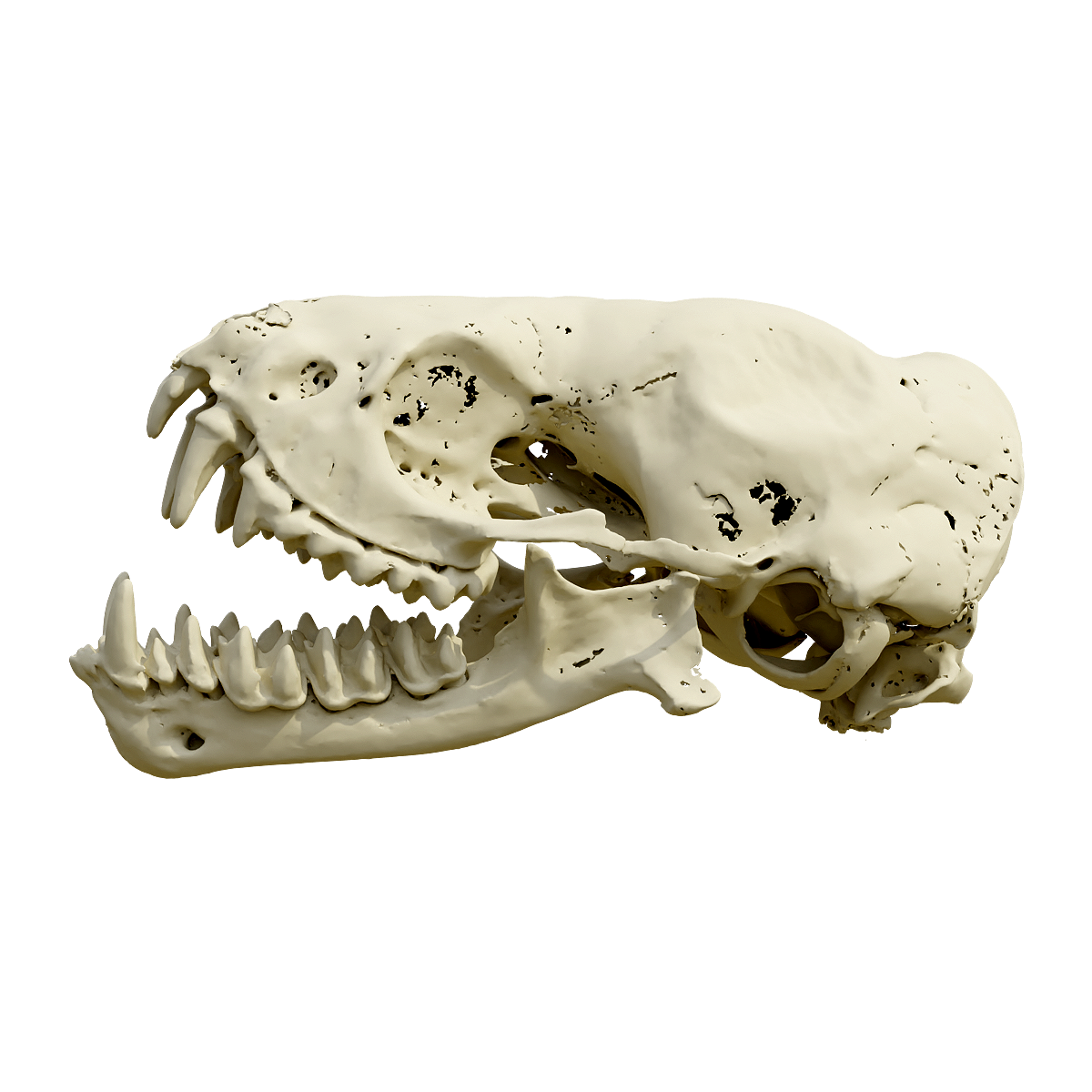 Bat skull